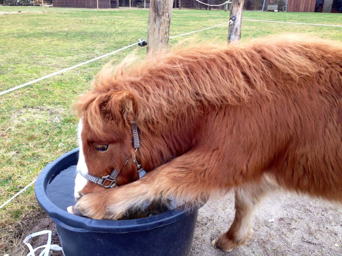 Shetlænder Lille Prins <3 billede 24