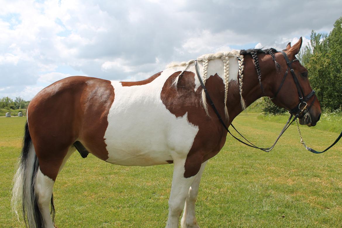 Anden særlig race Trible - Juli 2012 billede 2