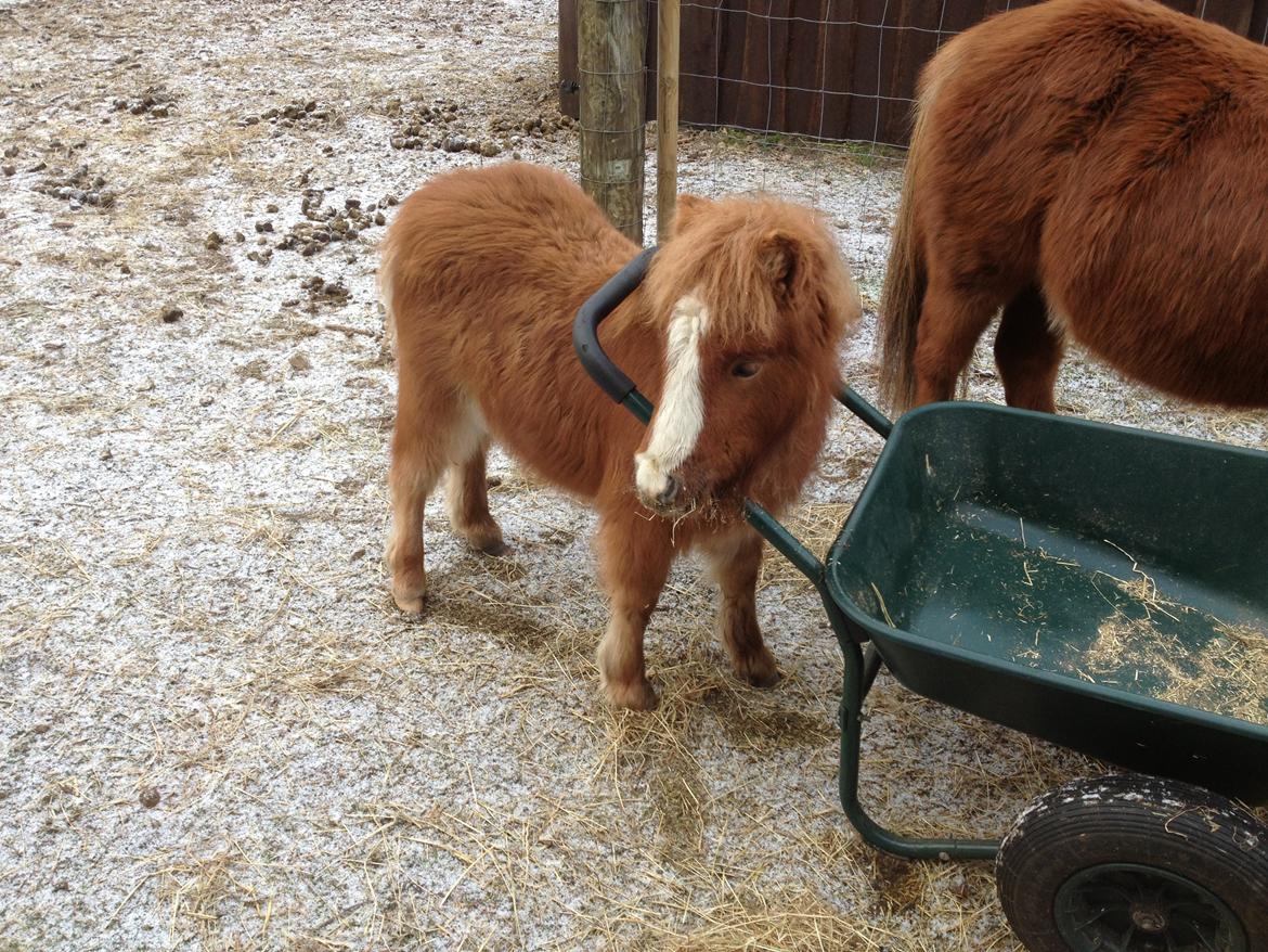 Shetlænder Lille Prins <3 billede 25