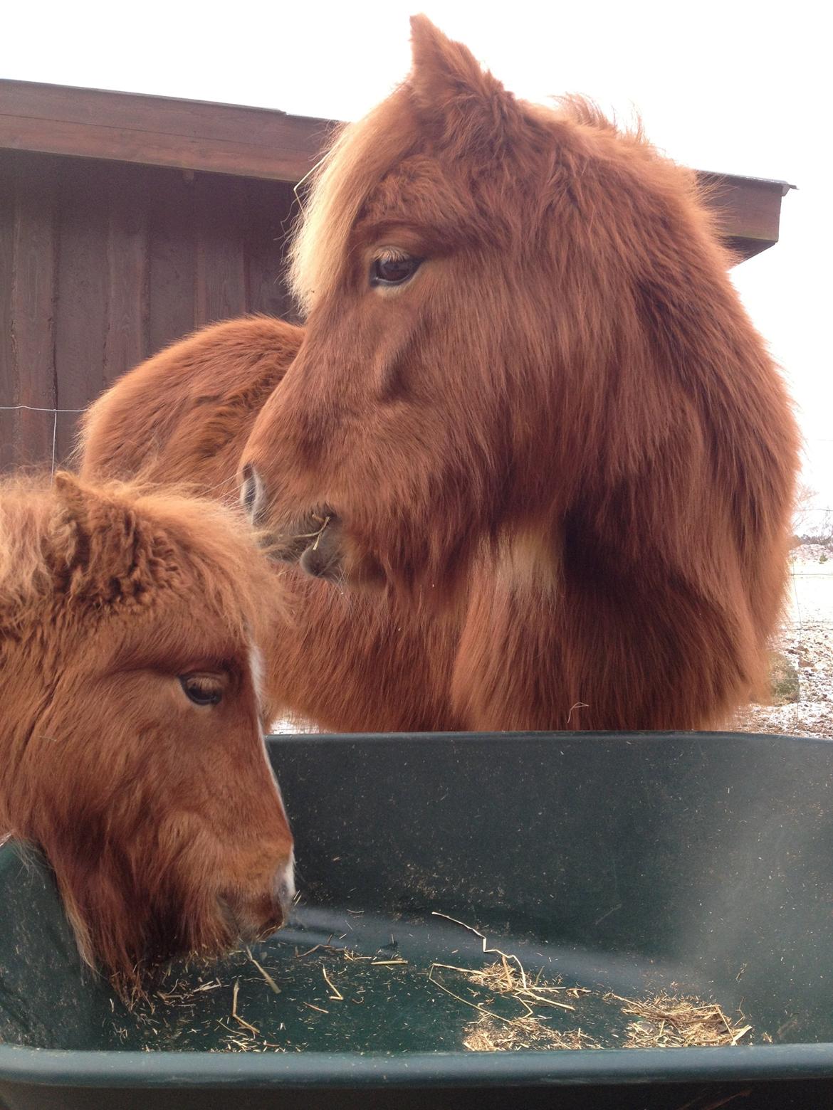 Shetlænder Solgårdens Lotte "Flotte Lotte" <3 billede 17