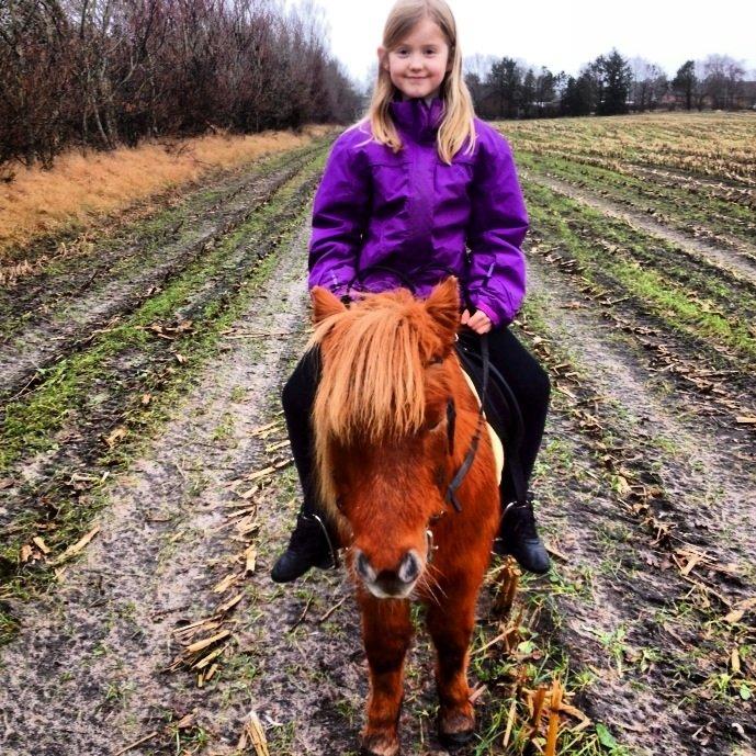 Shetlænder Solgårdens Lotte "Flotte Lotte" <3 billede 18