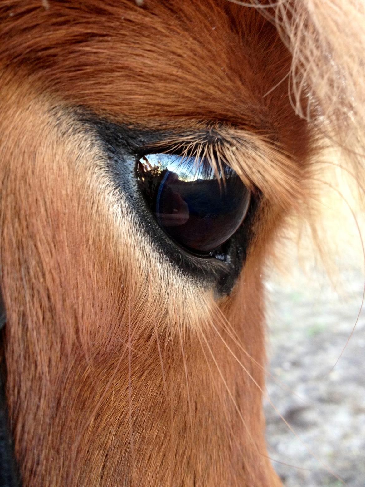 Shetlænder Solgårdens Lotte "Flotte Lotte" <3 billede 19