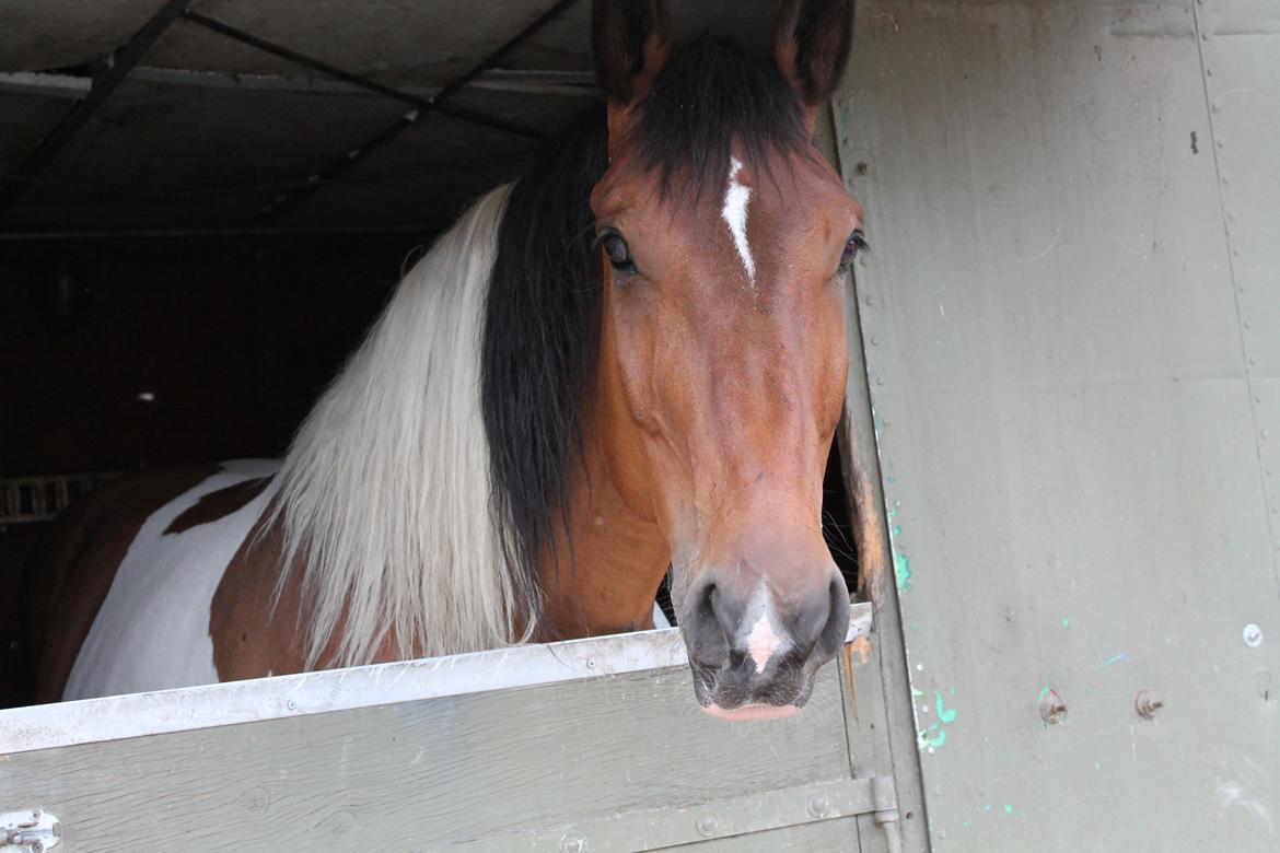 Anden særlig race Trible - Hans udeboks på Stevnsbogård :) Han ellllllsker at stå ude.. billede 3