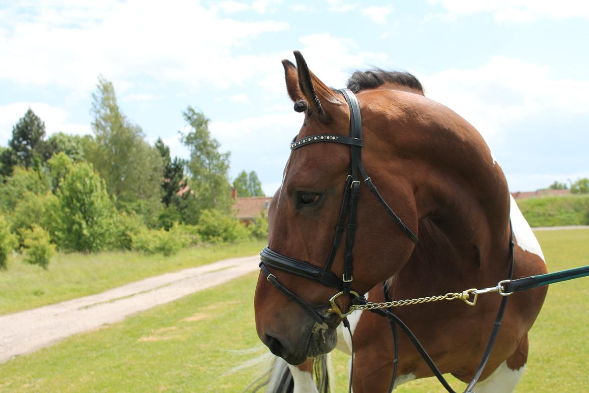Anden særlig race Trible - Juli 2012 billede 1