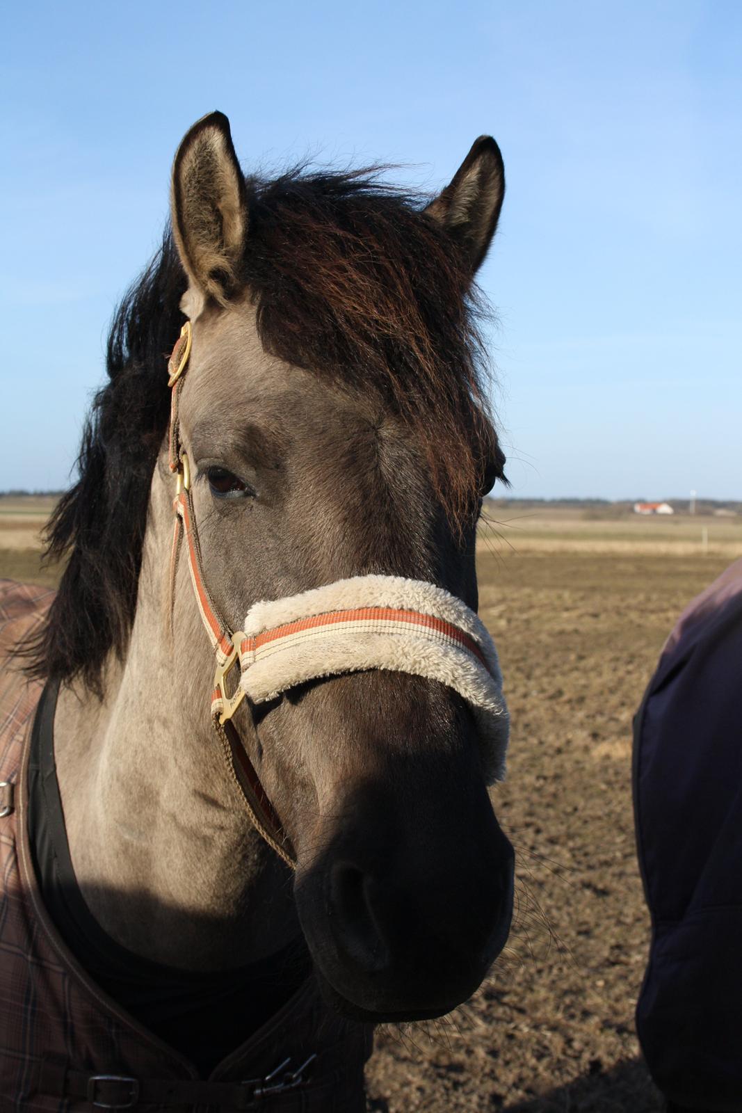 Konik Polski Carlo billede 7