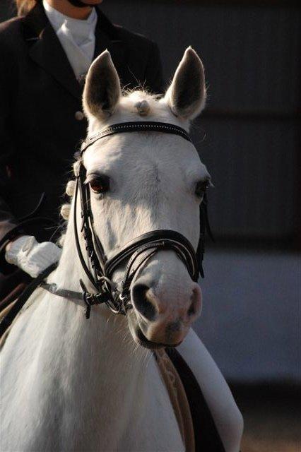 Connemara Fiona Hedelund - Den bedste <3 - Pretty pony <3  billede 13