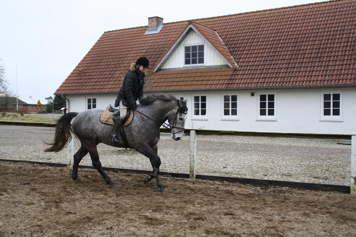 Holstener Lodenwijk l  (Ludwig) - 28.02.13 billede 14