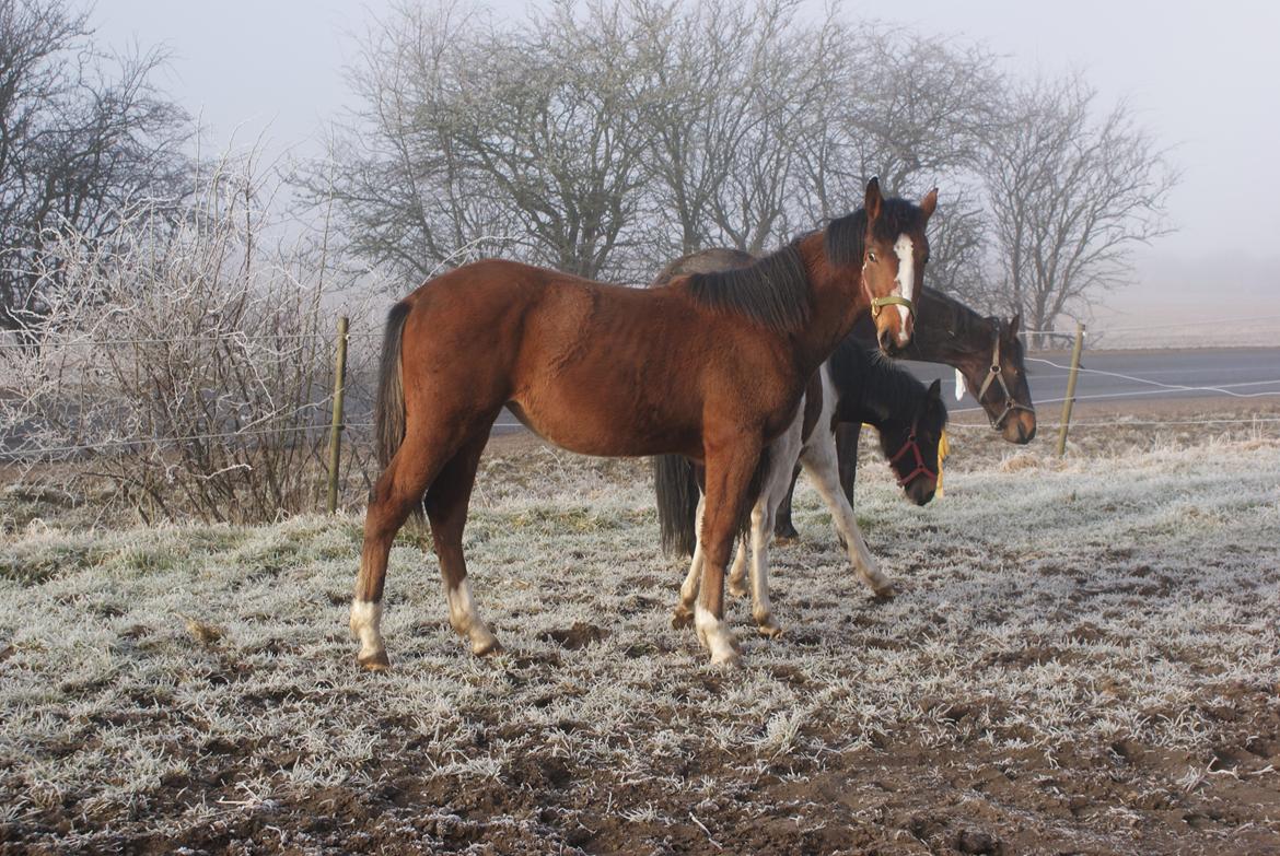 Welsh Partbred (Sec F) Skovsmindes Angelique (Angie) - Marts 2013 billede 13