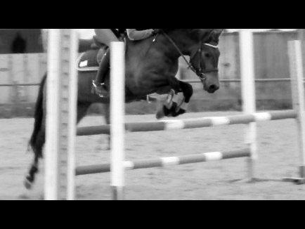 Anden særlig race Shja-shje billede 5