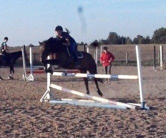 Anden særlig race Shja-shje billede 4