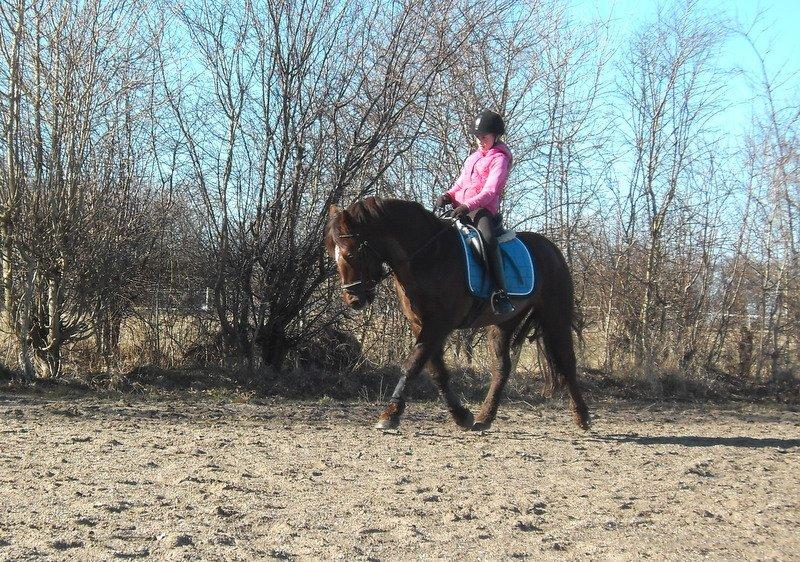 Connemara Quiva <3 - Vi kører dreng-pige teamet ;p - Marts 2013 billede 29