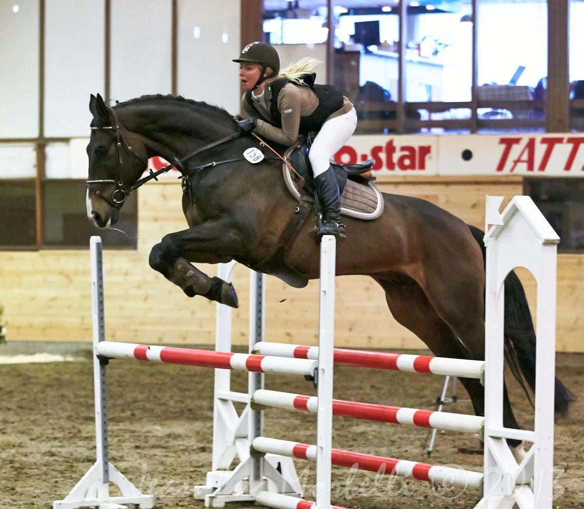 Polsk Varmblod Hatilio billede 1