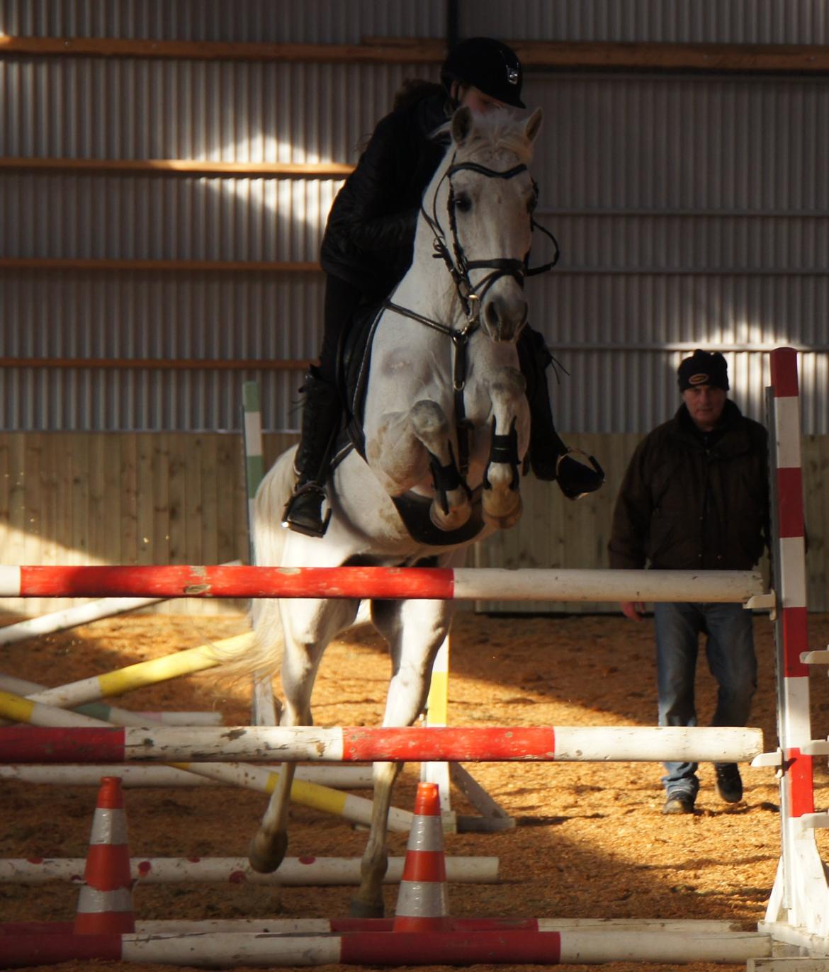 Hollandsk Sportspony Amigo A-pony - Amigo og jeg - springtræning d. 25-02-2013 billede 18