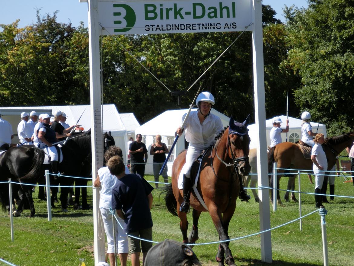 Dansk Varmblod Wajes Aslan  - Ringridning sommer 2012. billede 6