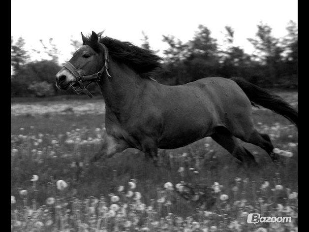 Exmoor Asterix - Aflivet billede 1