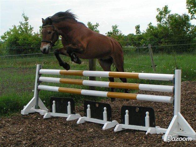 Exmoor Asterix - Aflivet billede 2