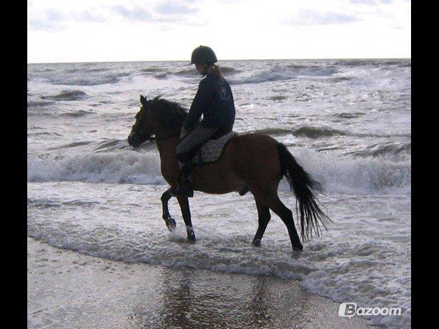 Exmoor Asterix - Aflivet billede 4
