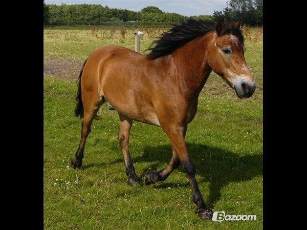 Exmoor Asterix - Aflivet billede 12