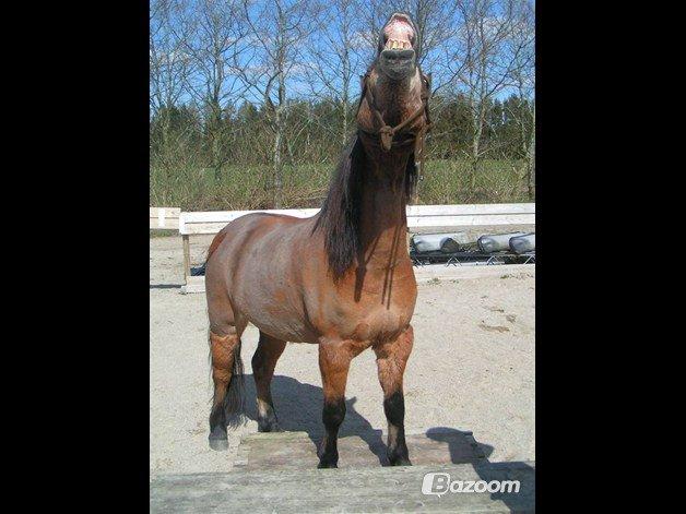 Exmoor Asterix - Aflivet billede 18