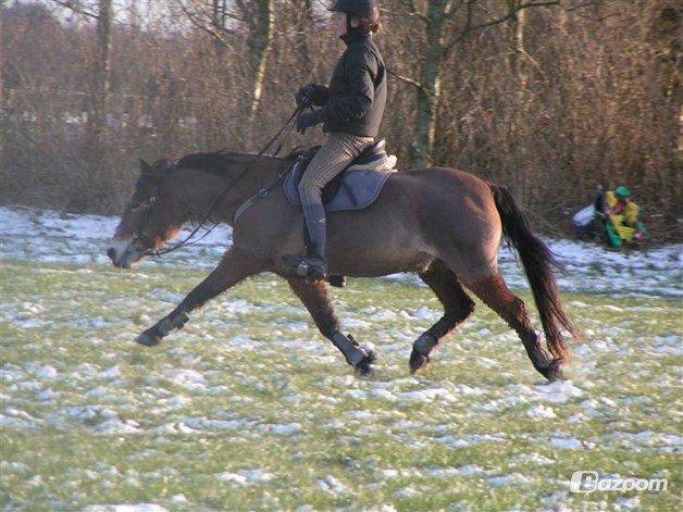 Exmoor Asterix - Aflivet billede 19