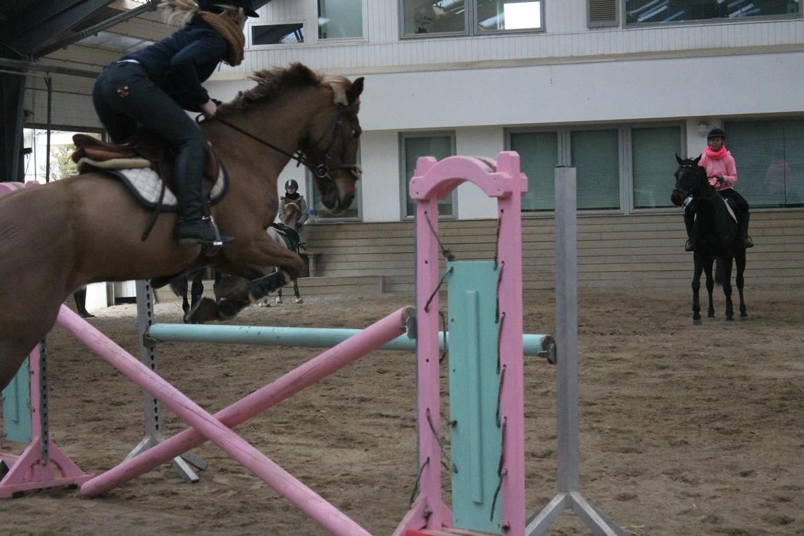 Irsk Sportspony Airforce One solgt  billede 14