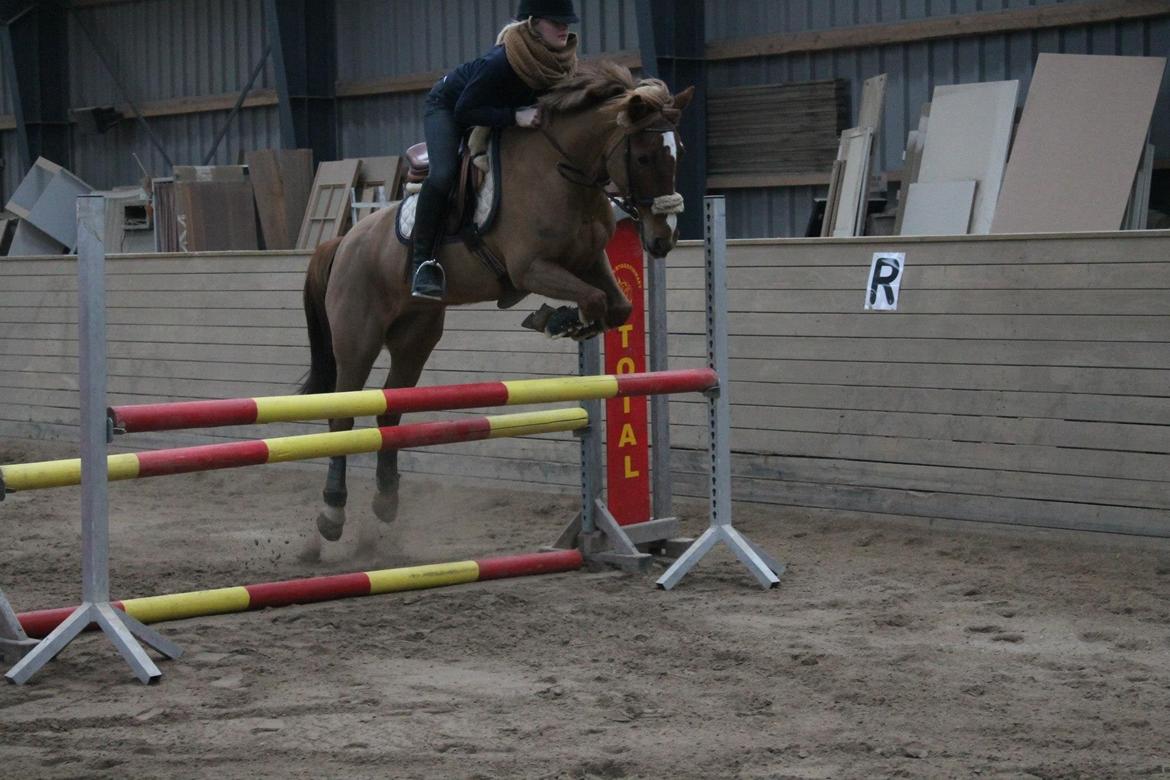 Irsk Sportspony Airforce One solgt  billede 15