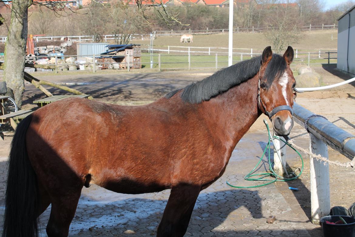 Tysk Sportspony Prop (Premiat) - Så fin, så fin :) 
3/3-13 billede 8