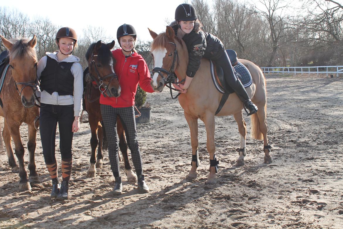 Tysk Sportspony Prop (Premiat) - Fra venstre: Sascha, Anne, Prop, Mig, Sunshine og Amanda. De dejligste ridevenner! :) billede 15