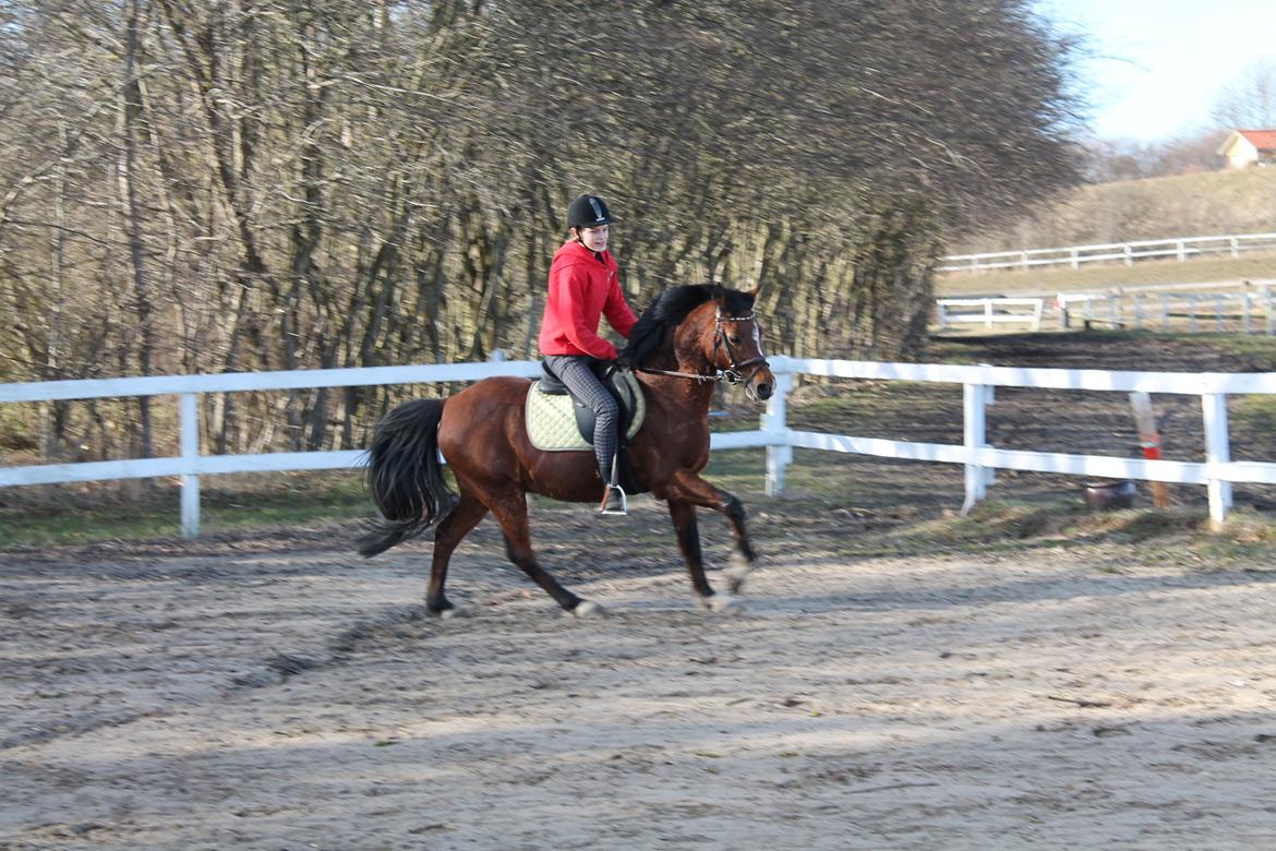 Tysk Sportspony Prop (Premiat) - Galop på springbanen :-) billede 9