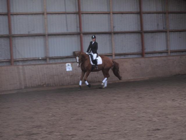 Dansk Varmblod Wenezia (Tulle) R.I.P billede 19