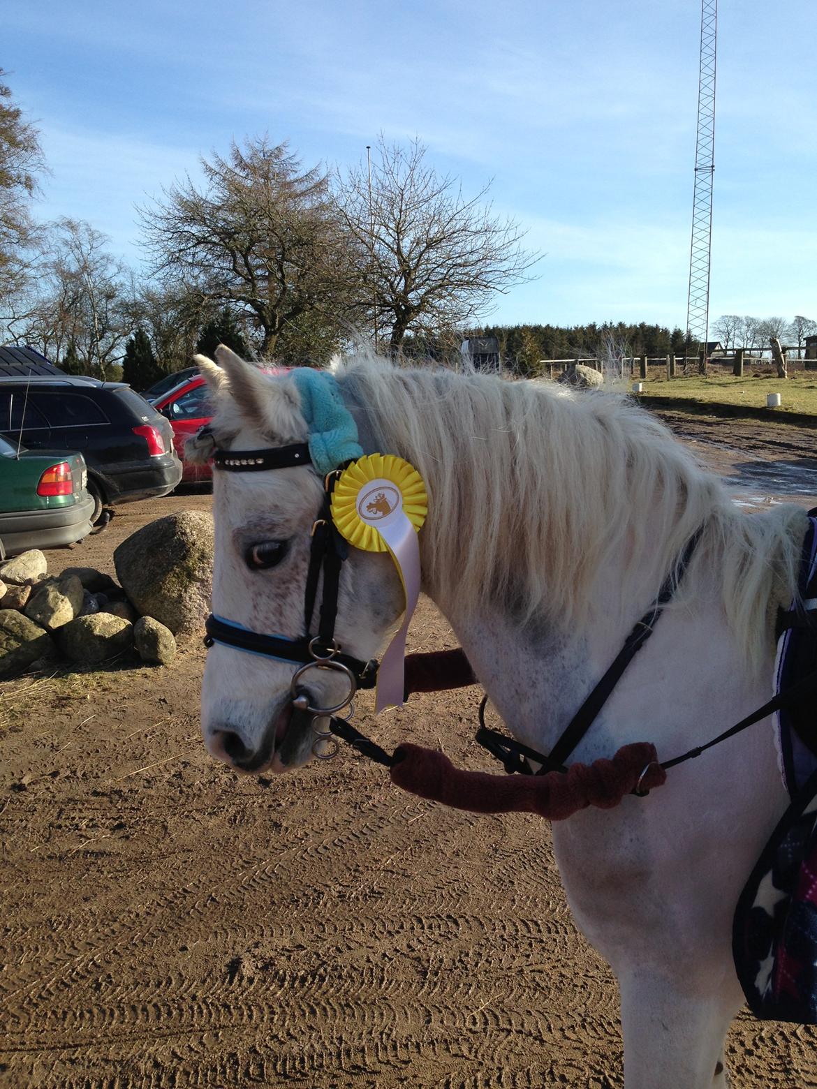 Welsh Pony (sec B) Speedy Gonzarles billede 16