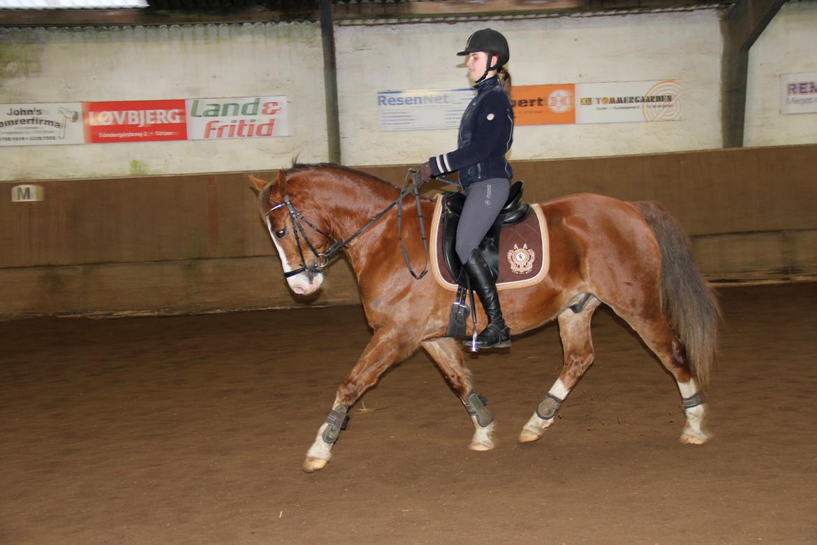 Anden særlig race Pyx Diamond. - Dressur Træning på min dejlige pony. "Du er lyset i mit mørke.
Det positive i det negative. 
Solen på min himmel."
- Jeg elsker dig. ♥ billede 5