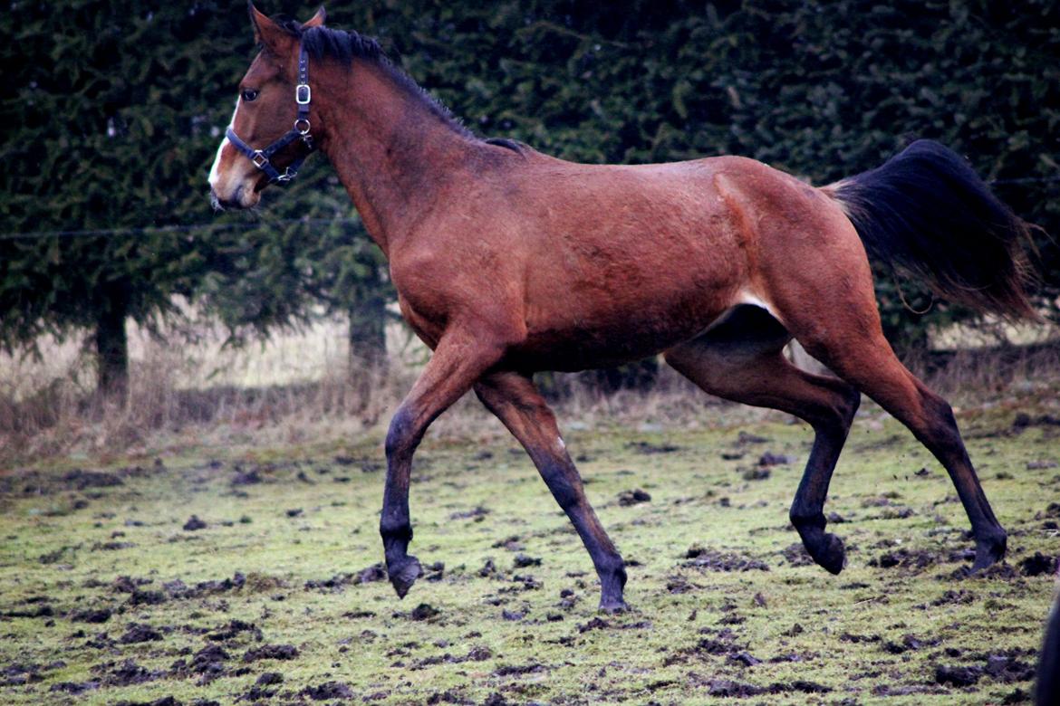 Dansk Varmblod F.A. Ravage - Dejlig flyvsk, tråds en meget blød jordbund..
Marts-2013
Foto:Mig billede 15