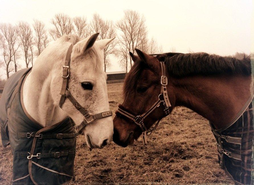 DSP Sultan fra Højbo<3 billede 13