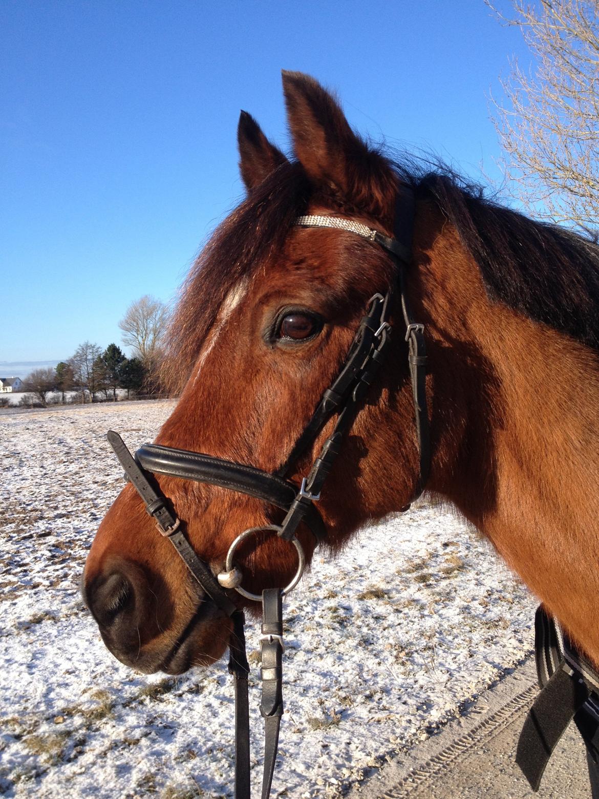 DSP Sultan fra Højbo<3 billede 12