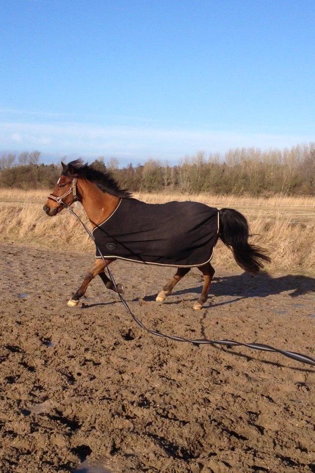 DSP Sultan fra Højbo<3 billede 7