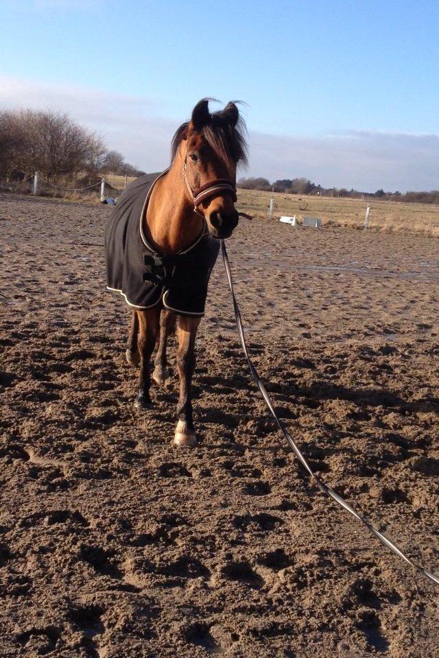 DSP Sultan fra Højbo<3 billede 14