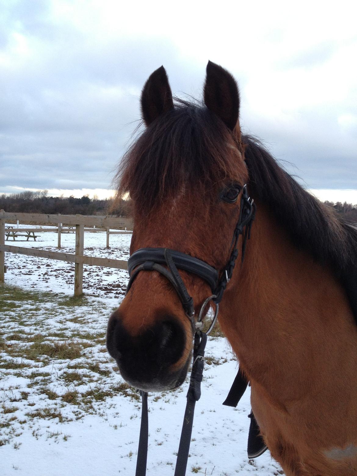 DSP Sultan fra Højbo<3 billede 17