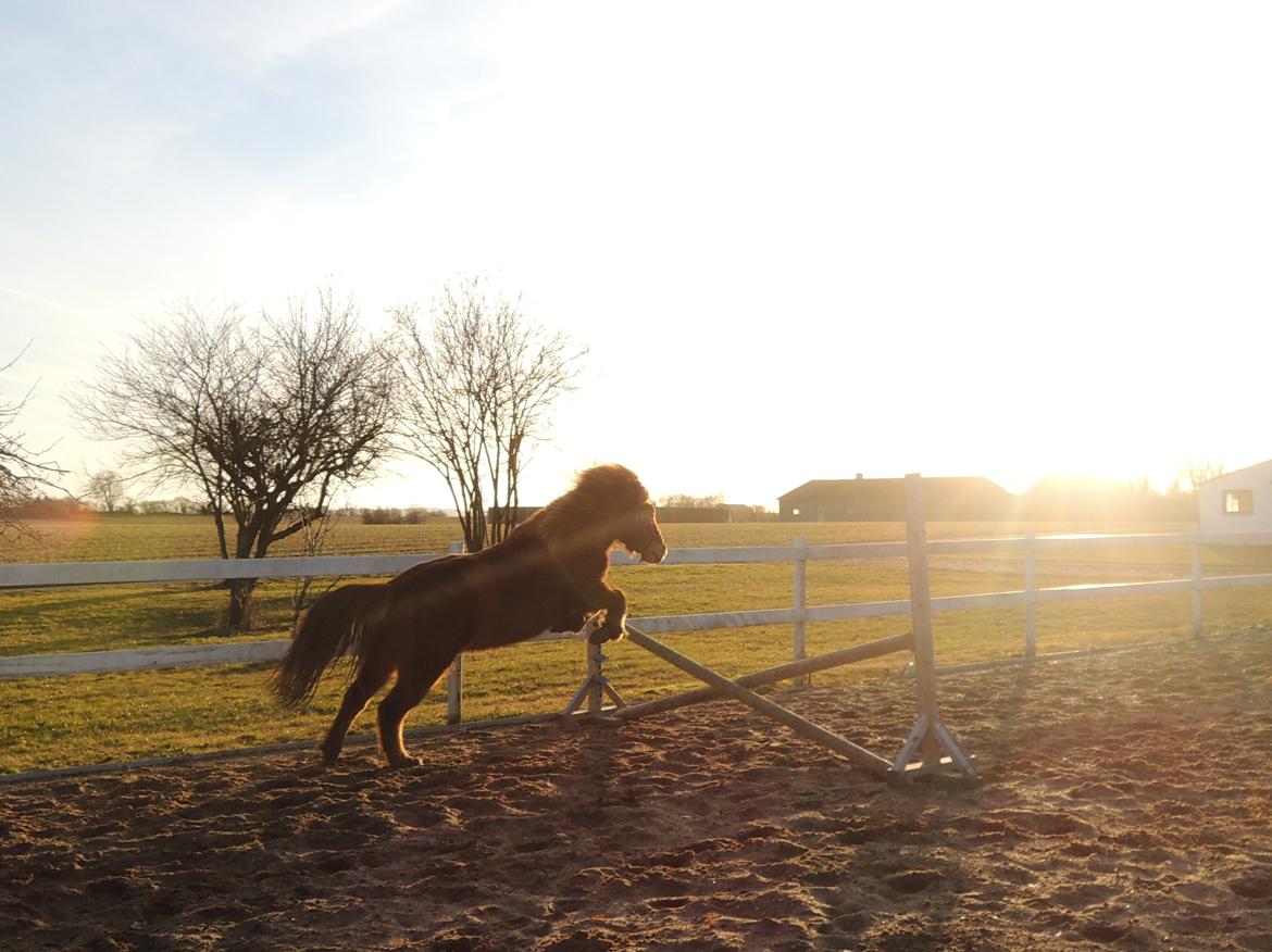 Islænder Kári fra Ouskærgård billede 3