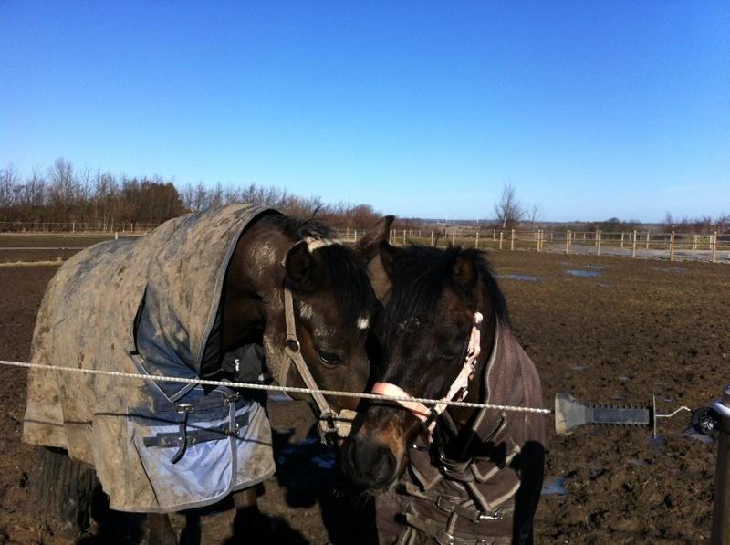 Welsh Pony (sec B) Bjerregårds Montana solgt - Første gang på fold, med hans nye foldkammeret Chester<3 billede 4