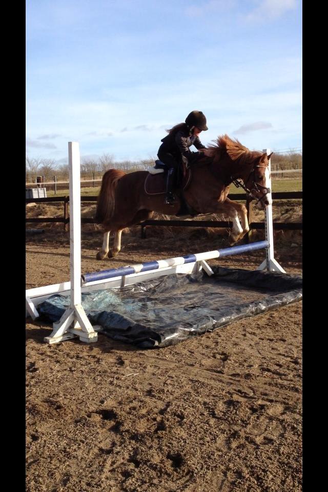 Anden særlig race FH. Pegasus billede 7