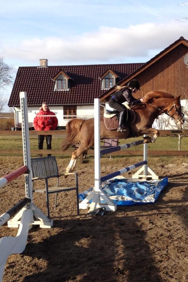 Anden særlig race FH. Pegasus billede 8