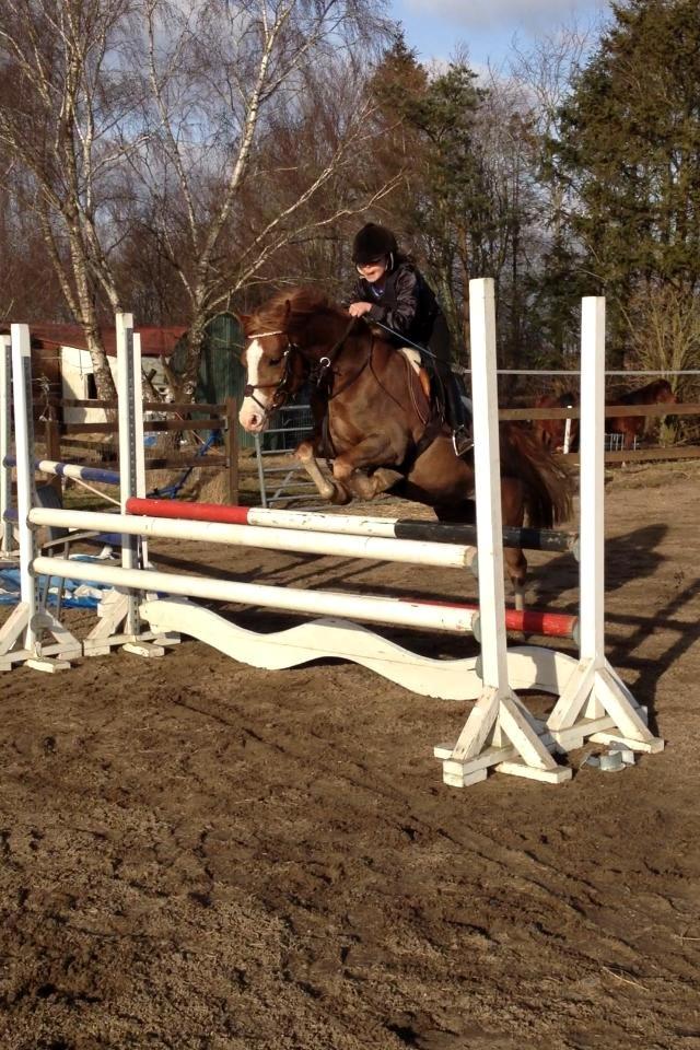 Anden særlig race FH. Pegasus billede 9