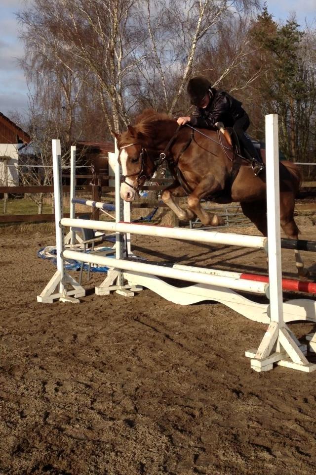 Anden særlig race FH. Pegasus billede 10