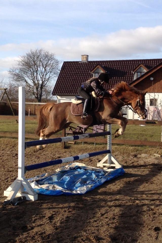 Anden særlig race FH. Pegasus billede 11