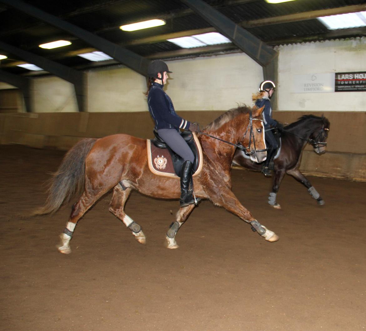 Anden særlig race Pyx Diamond. - Dressur Træning med verdens bedste - I love you more than you know  ♥ billede 8