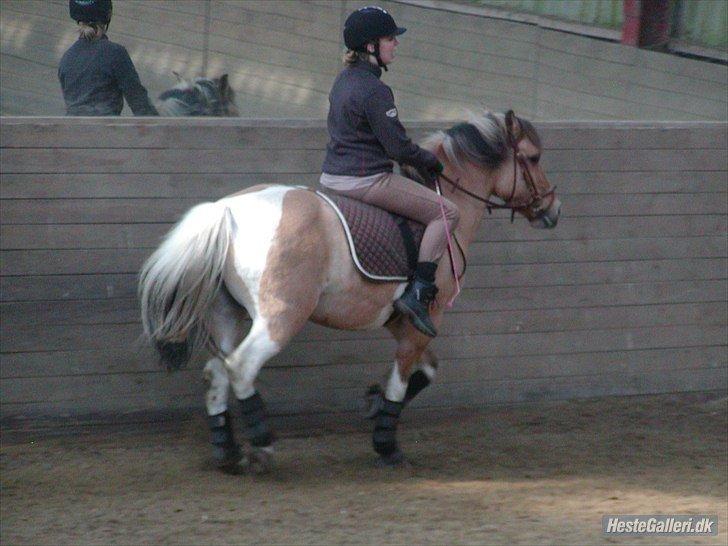 Anden særlig race Emma Merci (Min prinsesse) mit et & alt<3 - Prinsesse jeg er så ked af at det skulle ende på den her måde.. Du var mit et & alt, min bedsteven, du var mit liv!. Jeg  savner dig så utrolig meget! Og kan ikke bære at jeg ikke mere, skal være sammen med dig og ikke skulle kalde dig for min part. Du er billede 19