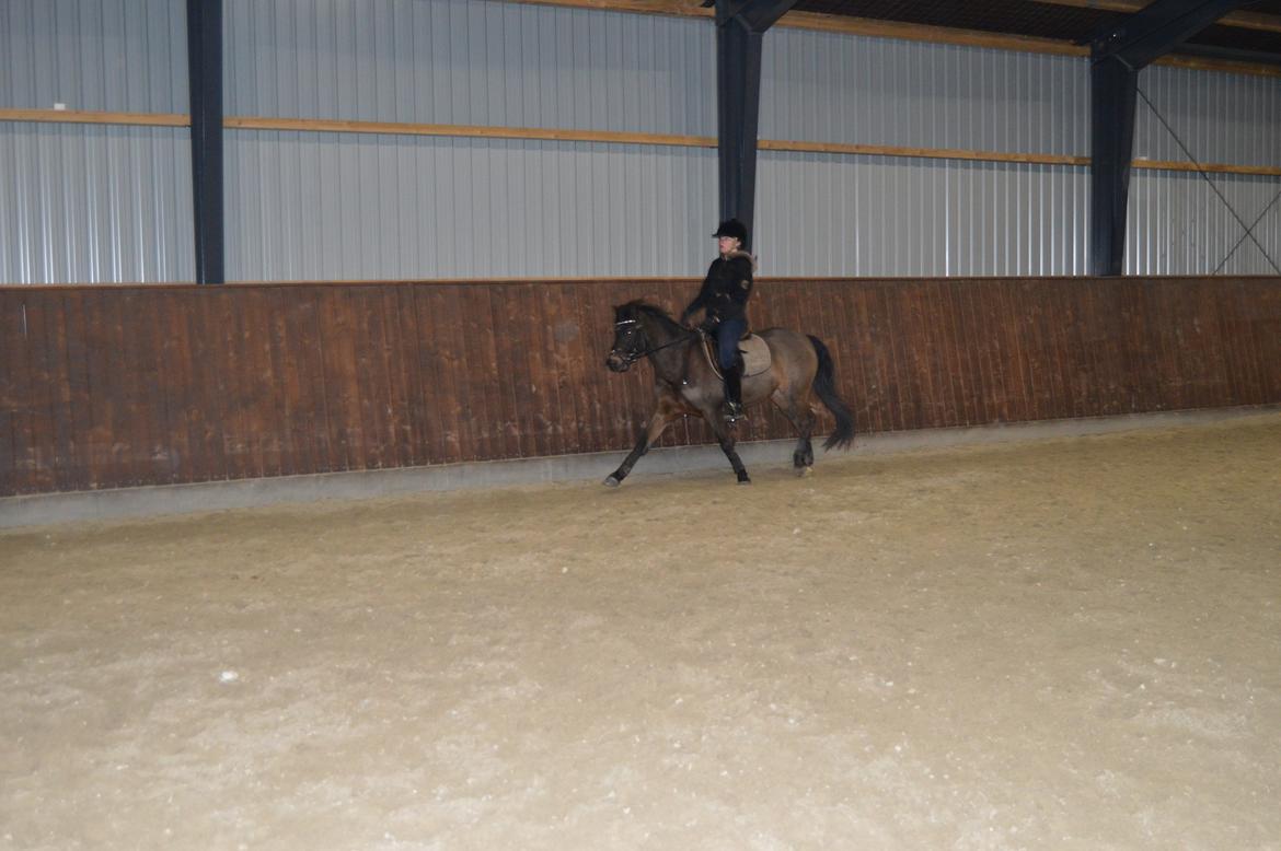 Welsh Pony (sec B) Bjerregårds Montana solgt - Sidste ridetur d.1/3-13  billede 14