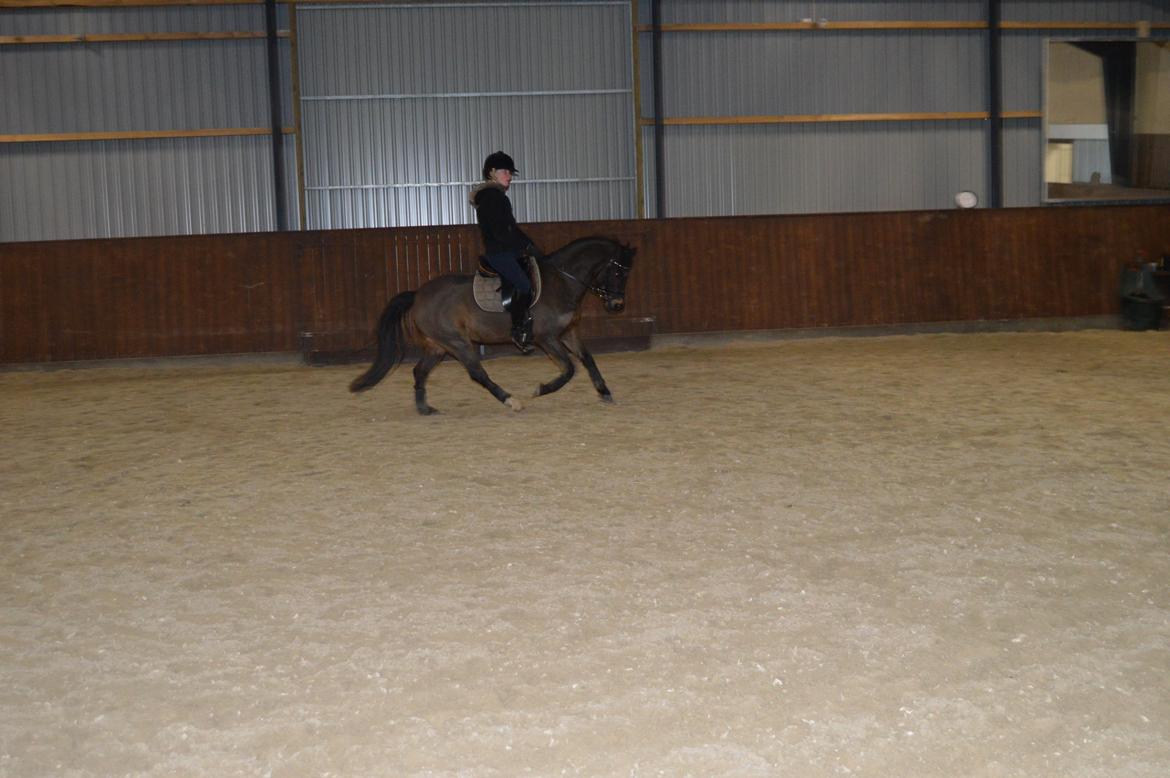 Welsh Pony (sec B) Bjerregårds Montana solgt - Sidste ridetur billede 15