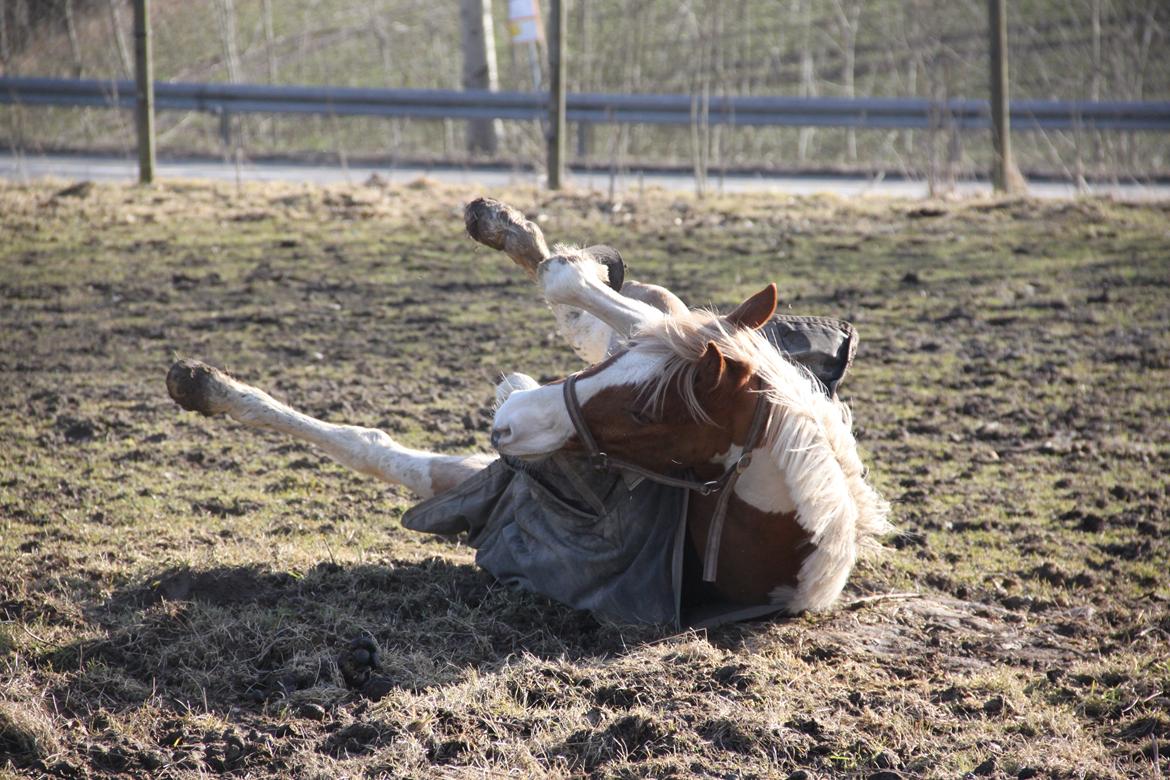 Anden særlig race Royal Rocky billede 20